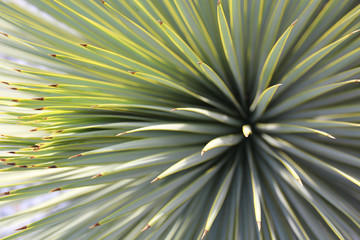 Obraz premium Tropical plant close-up.