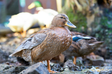 Portrait of a cute duck