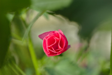 Kwiat różowy na zielonym tle, róża