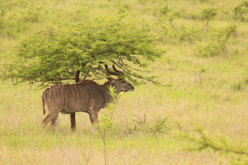 Kudu in the African bush veld