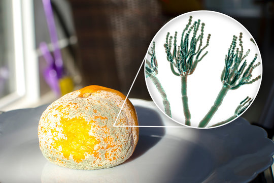 Mandarin with mold. Photo and 3D illustration of microscopic fungi Penicillium which cause food spoilage and produce antibiotic penicillin