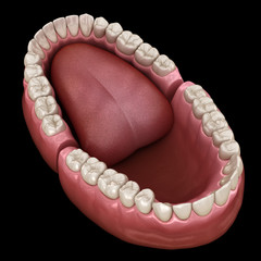 Dental anatomy - Opened Dentures. Medically accurate dental 3D illustration