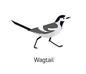 Fototapeta premium Wagtail isolated on white background