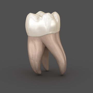 Dental anatomy - First maxillary molar tooth. Medically accurate dental 3D illustration