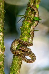 Bothriechis lateralis is a venomous pit viper species found in the mountains of Costa Rica and western Panama