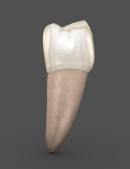 Dental anatomy - Mandibular Second premolar tooth. Medically accurate dental 3D illustration