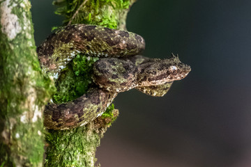 Bothriechis lateralis is a venomous pit viper species found in the mountains of Costa Rica and western Panama