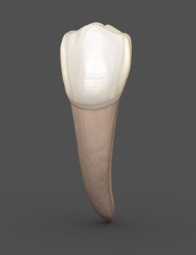 Dental anatomy - Mandibular Second premolar tooth. Medically accurate dental 3D illustration