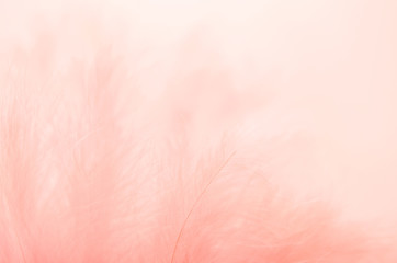 Background from feathers of coral color. Soft focus, texture