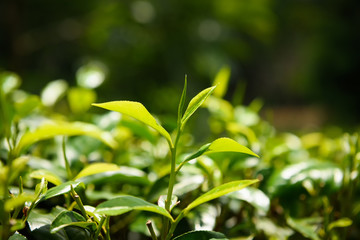 Tea leaves on tea bush at Sri Lanka tea plantation