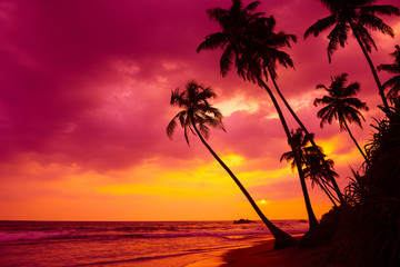 Naklejka na ściany i meble Tropical sunset palm trees landscape