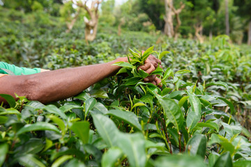 Tea plantation worker picking fresh leafs from the bush