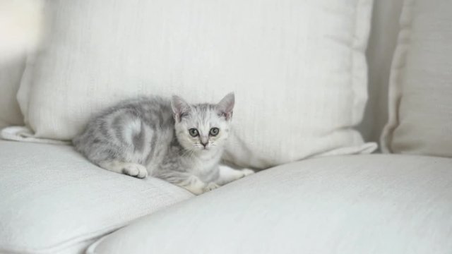 Cute American short hair kitten playing on sofa 
