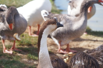 Geese in Serravalle Park, Empoli, Tuscany, Italy