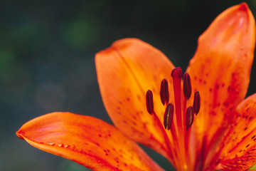 Big pistil and stamens of blooming flower in macro. Beautiful red orange lily close-up. Colorful natural background of plant with copy space. Amazing european flower with vivid petals. Perfume flower.