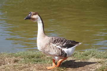 African goose in Serravalle Park, Empoli, Tuscany, Italy