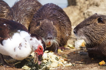 Otters and muscovy duck in Serravalle Park, Empoli, Tuscany, Italy