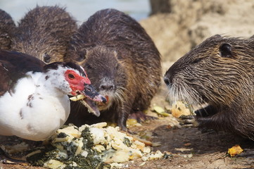 Otters and muscovy duck in Serravalle Park, Empoli, Tuscany, Italy