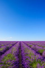 Fototapeta na wymiar Blossoming lavender bushes rows in summer Valensole France