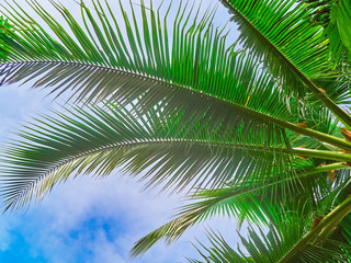 Fototapeta premium Green leaves on the branches of a palm tree are against the sky. Tropical background