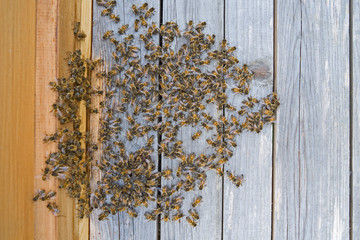 Animals: Honeybees in front of the entrance to their wooden hive