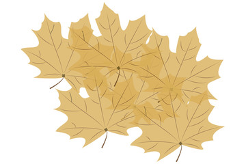 Hojas secas sobre fondo blanco.