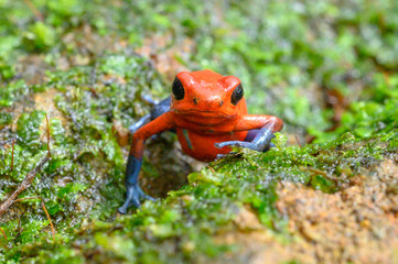 Red Poison Dart Frog - Oophaga pumilio, beautiful red blue legged frog from Cental America forest, Costa Rica.