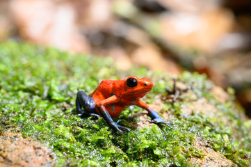 Fototapeta premium Red Poison Dart Frog - Oophaga pumilio, beautiful red blue legged frog from Cental America forest, Costa Rica.
