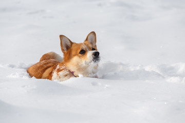 Dog Welsh Corgi cardigan in the winter in the snow