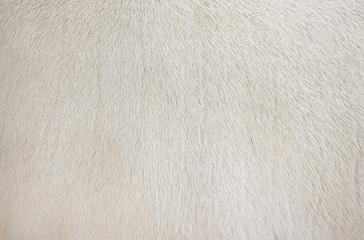 l white cow  fur short smooth texture,Natural abstract pattern animal brown background