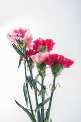 a carnation on a white background