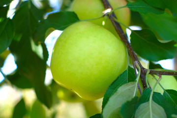 organic green apple orchard juicy fruit tree