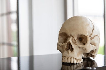 Model head bone or skull on on the table for educations and copy space for text.