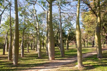Obraz premium Bosque