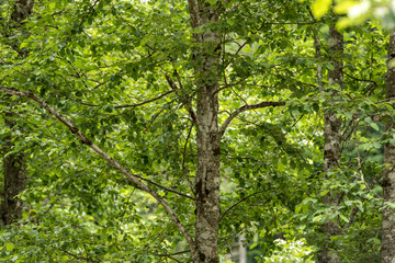 Landscape in Vaser Valley, Bucovina, Mocanita Steam Train, Romania