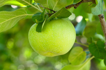 apple in orchand green fresh organic fruit healthy eating