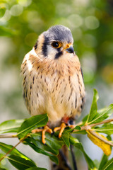 Beautiful profile of a kestrel in the nature