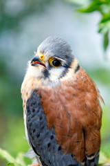 Beautiful profile of a kestrel in the nature