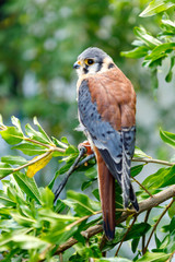 Beautiful profile of a kestrel in the nature