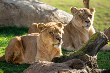 Two female lions laid down over the grass