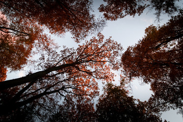 B&auml;ume von unten