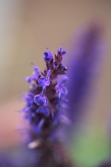 マクロなラベンダー