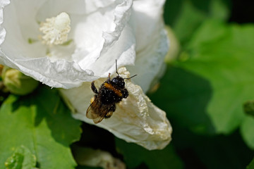 Hummel an Hibiskusblüte © mekkro