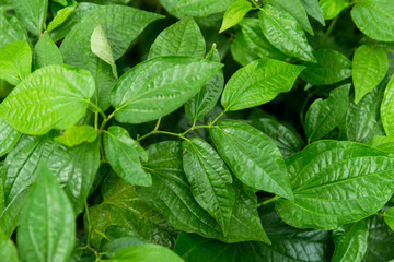 Wildbetal Leafbush (Piper sarmentosum Roxb) leaves green background