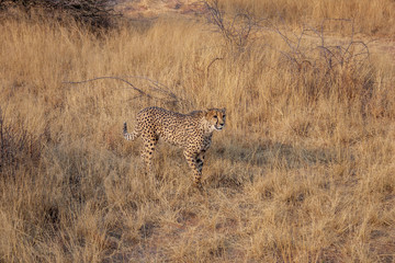 Cheetah in Namibia