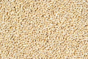 background, texture - pearl barley groats