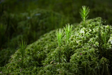 green moss