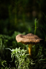 mushroom in grass