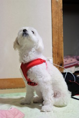 a cute white dog, my pet