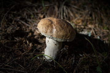 Edible mushroom boletus edulis 